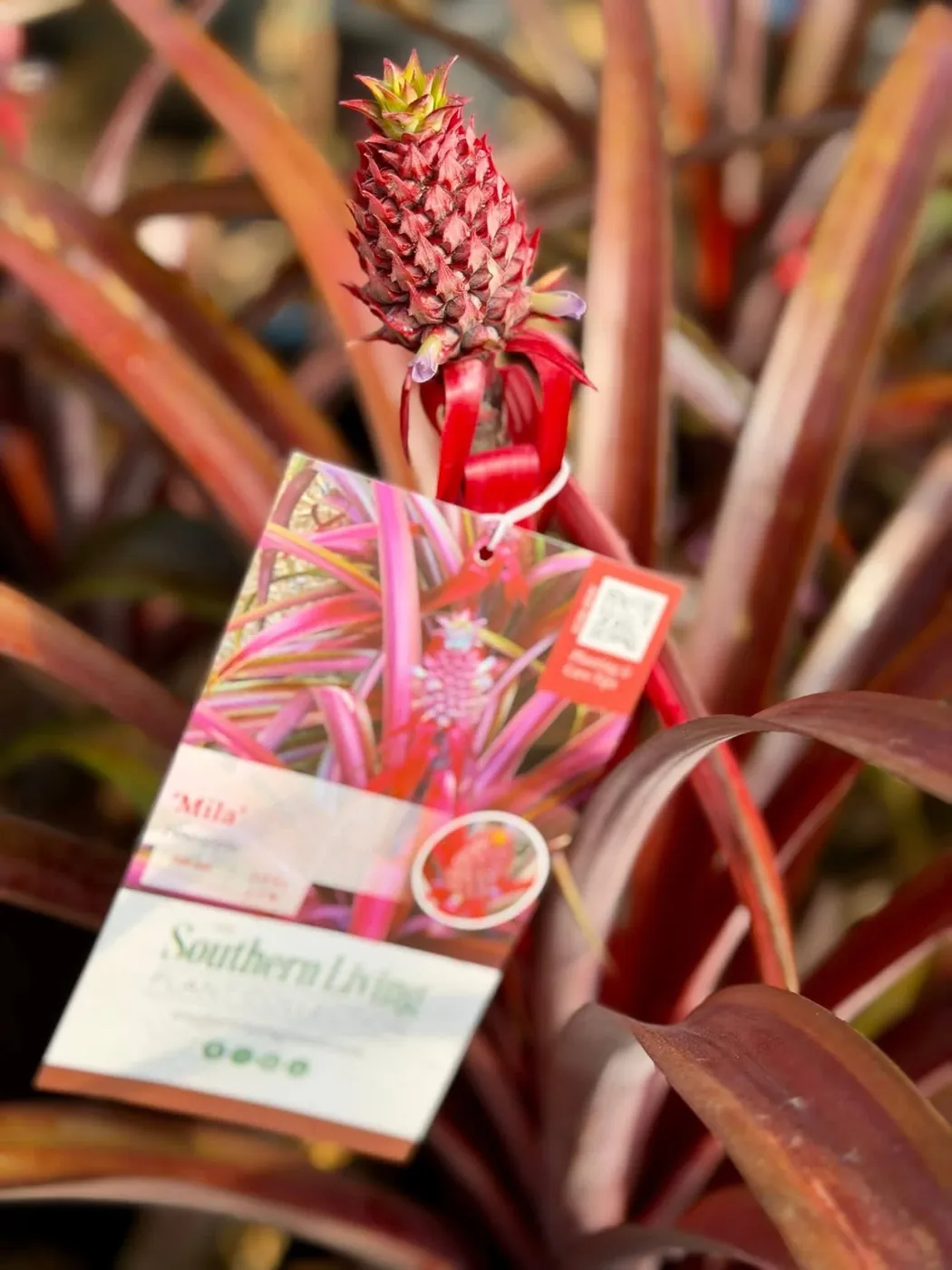 Colorful flowering plant with a visible plant tag