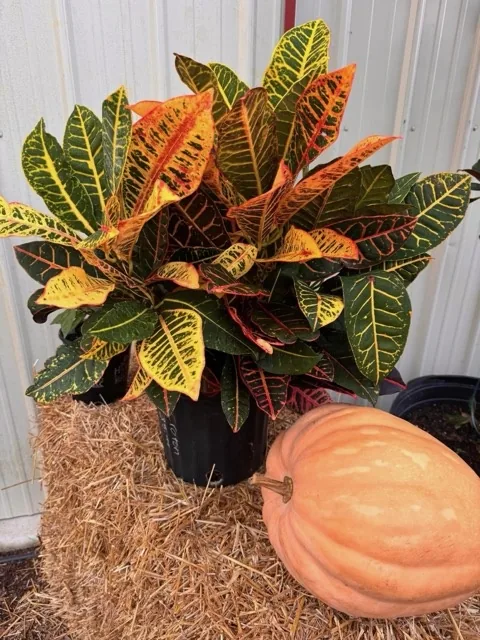 Foliage plant displayed beside a pumpkin
