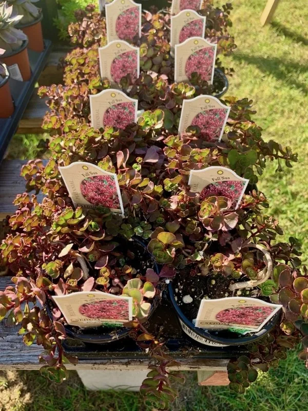 Rows of small tagged plants