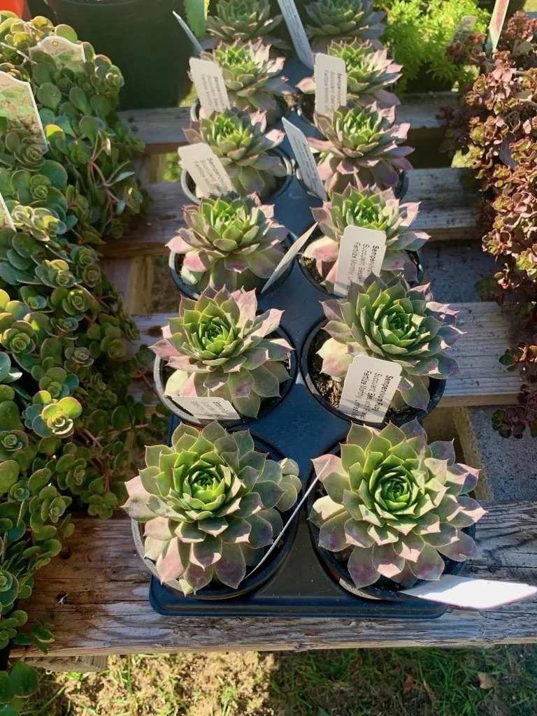Small succulent arrangements in nursery pots