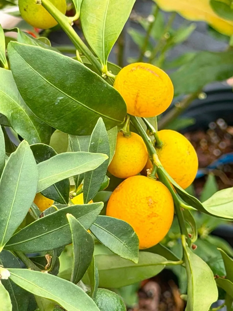 Small orange citrus fruit among green leaves
