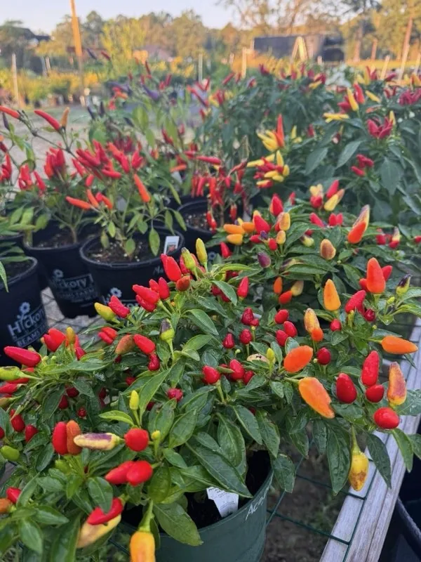 Ornamental pepper plant with red, orange, and yellow peppers