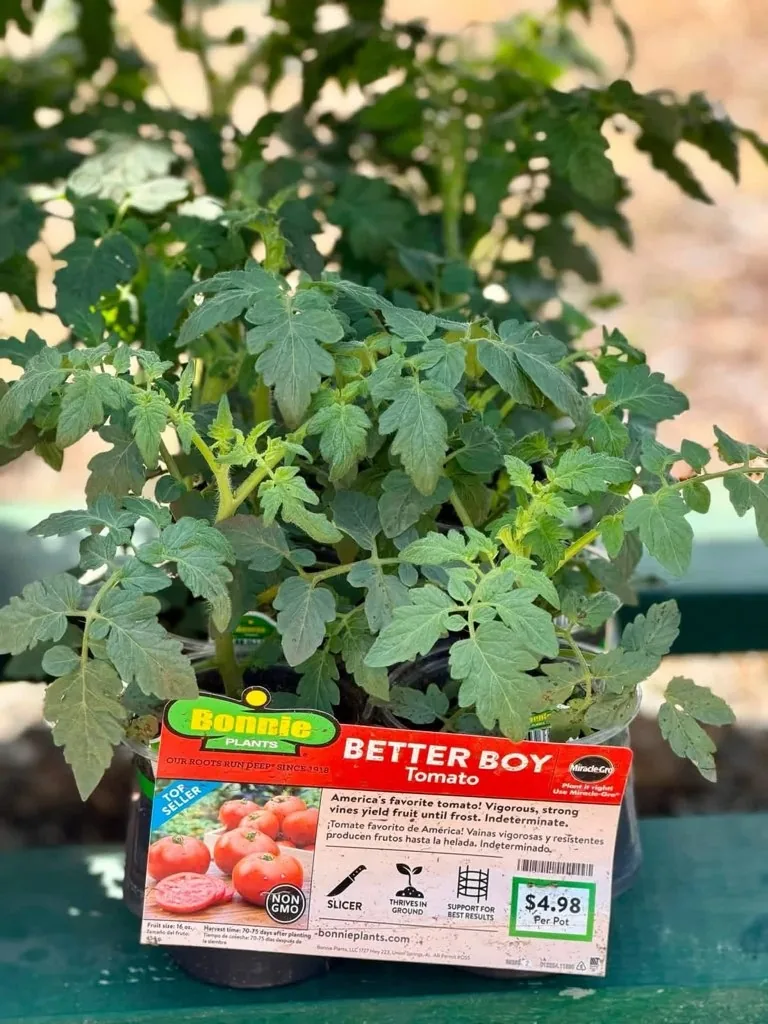 Tomato plant start with plant tag