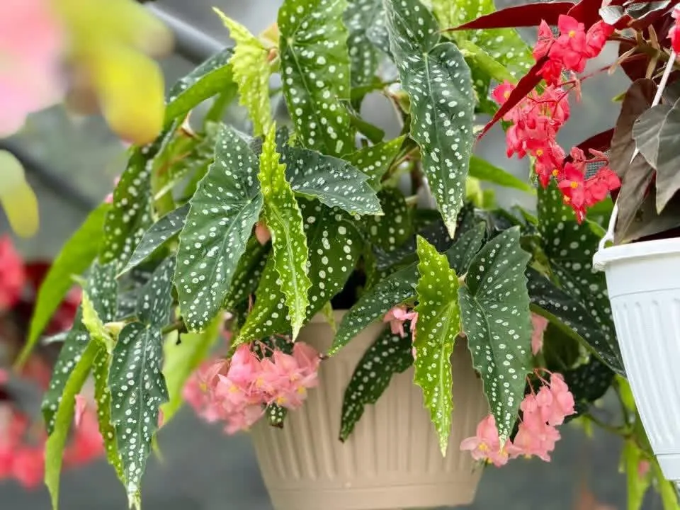 Spotted-leaf begonia hanging basket with pink and red blooms