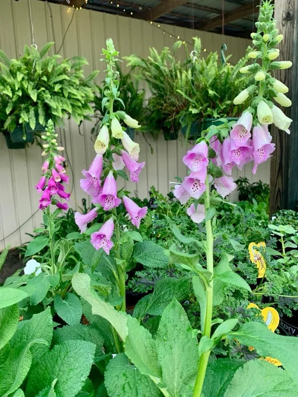 Foxglove flower spikes with hanging fern baskets in the background