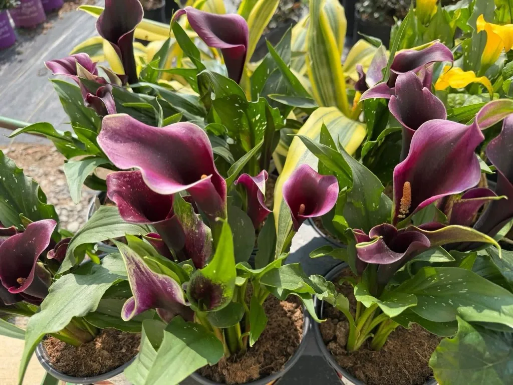 Dark purple calla lilies in nursery pots