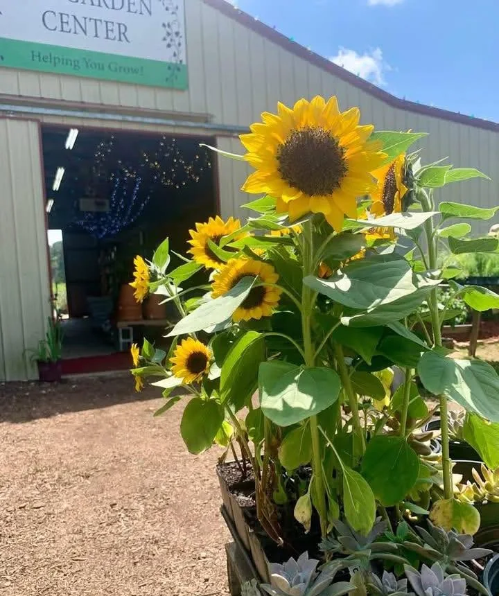 Sunflowers on display outside The Garden Center's building in Calhoun, Louisiana