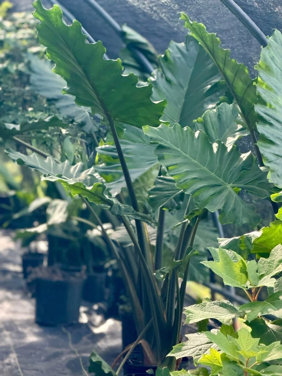 Large tropical elephant ear foliage plant at The Garden Center