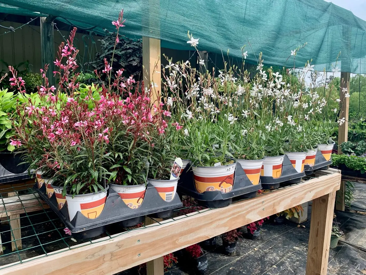 Pink and white native flowering plants displayed in nursery pots