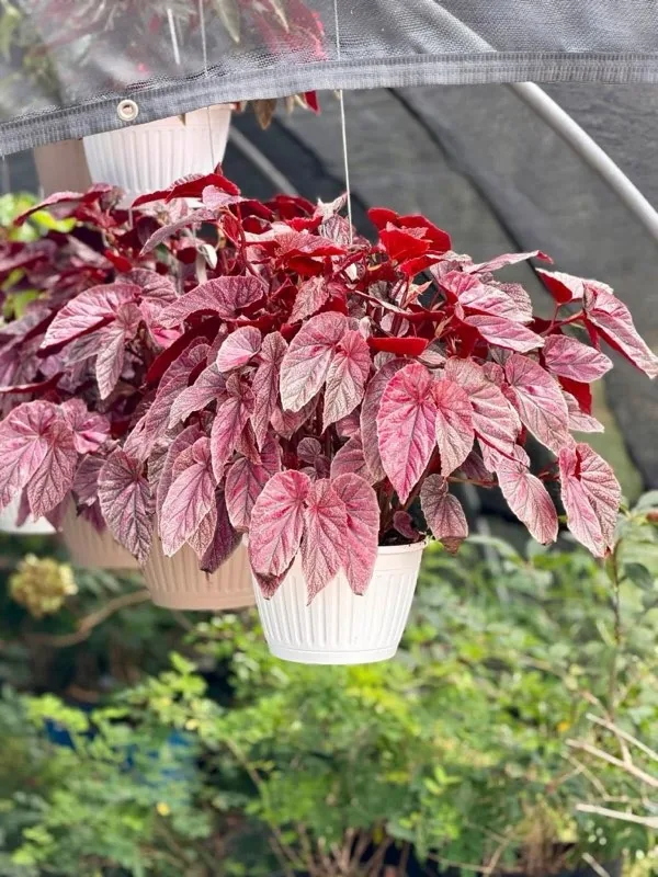 Red and pink foliage plants in white hanging baskets