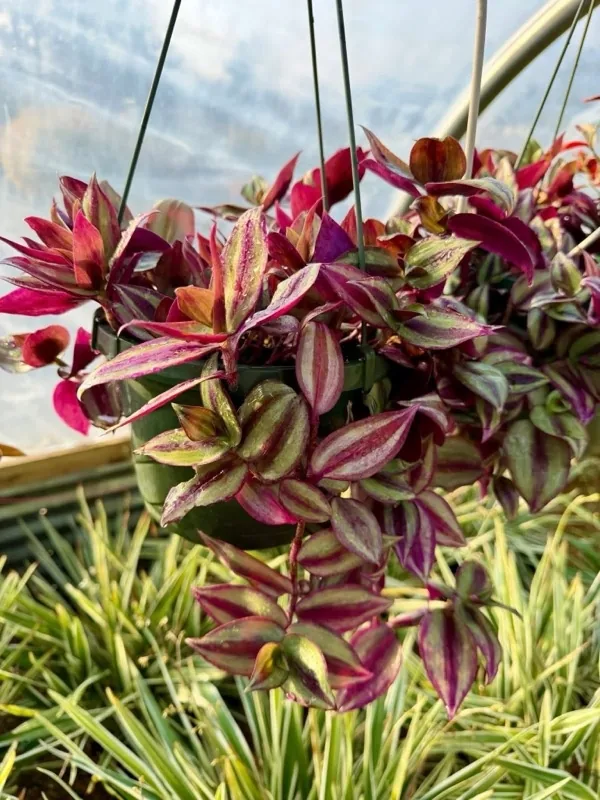 Trailing purple and green foliage plant