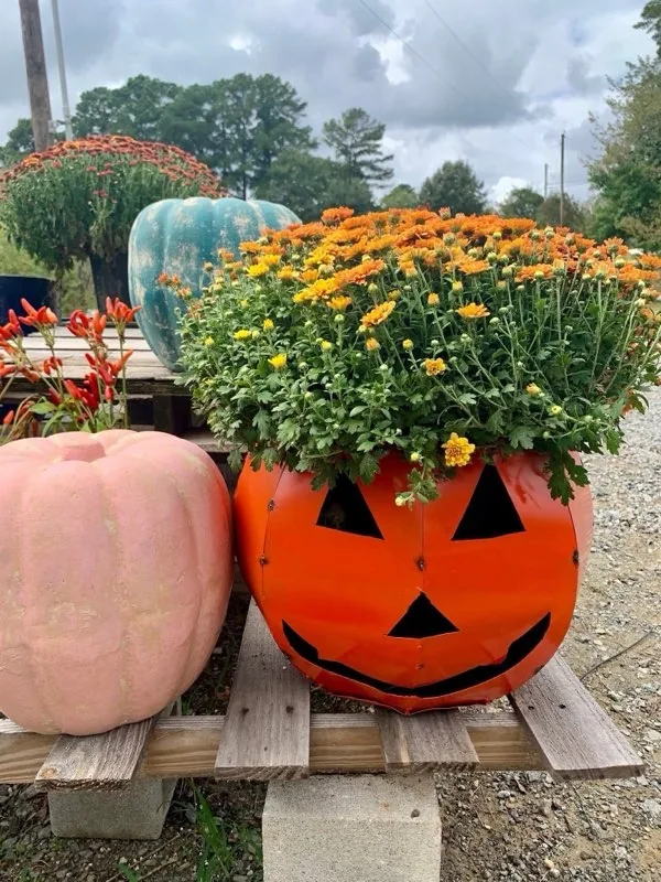 Fall flower and pumpkin display