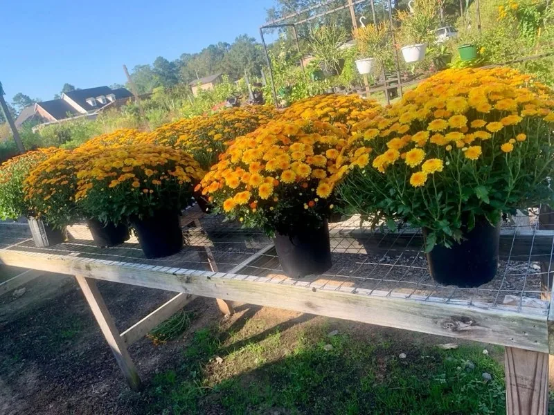 Rows of orange flowering plants in nursery pots
