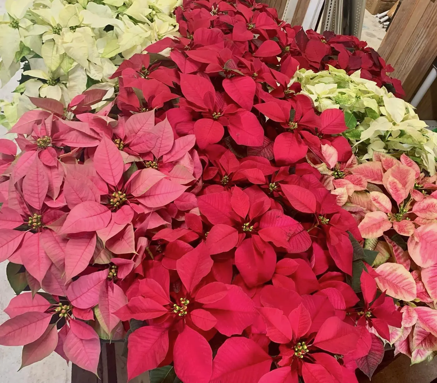 Red, pink, and white poinsettias