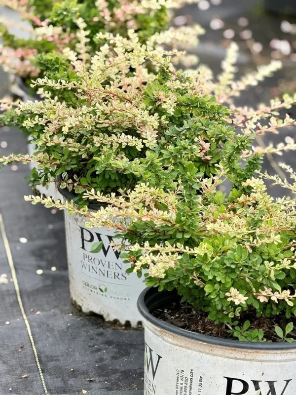 Light variegated flowering shrub in a nursery pot